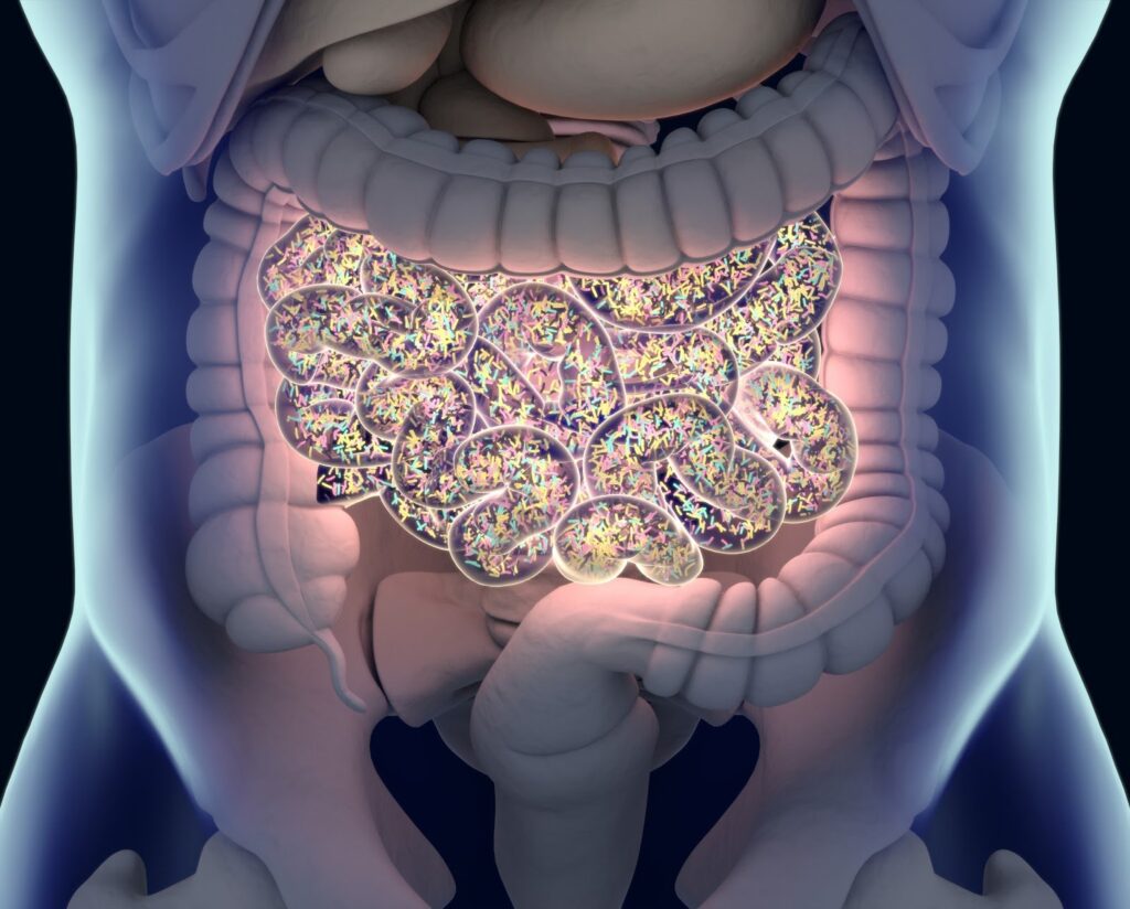 3D illustration depicting the anatomy of the colon, showcasing the impact of permeability and SIBO on the intestines. Visualizing digestive health challenges and holistic solutions